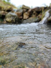 rice field snails in a flowing river