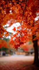 Vibrant Autumn Maple Leaves A Close Up of Nature's Fall Colors.