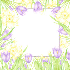 Hand drawn watercolor daffodil and crocus with green leaves frame border isolated on white background. Can be used for postcard, invitation, scrapbook and other printed products.