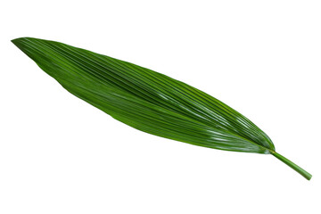 Closeup of a Lush Green Leaf . Transparent background PNG