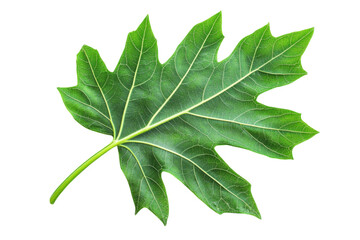 Obraz premium Closeup of a Vibrant Green Leaf . Transparent background PNG