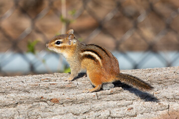 Chipmunk