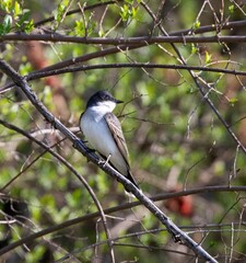 Eastern Kingbird