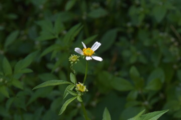 Close-up of Bidens pilosa wildflowers with a yellow center and white petals.