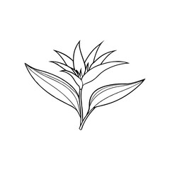  Bird-of-Paradise line art vector illustration