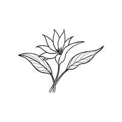  Bird-of-Paradise line art vector illustration