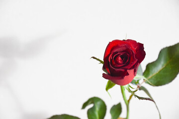 赤い薔薇