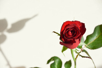 赤い薔薇