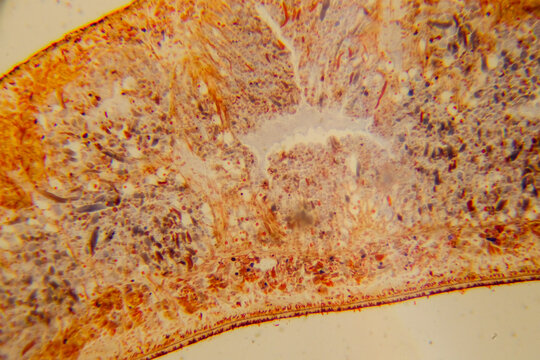 Planaria whole mount slide showing internal organs staine
