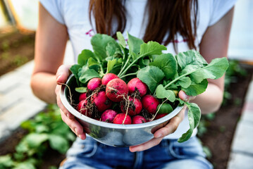 Gardener picking up fresh harvest of red radishes in garden.