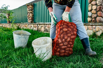 A farmer pouring potatoes into bucket for planting in the field in spring.