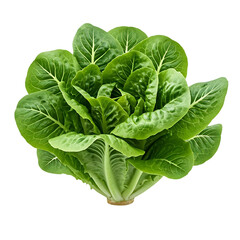 Obraz premium Crisp romaine lettuce head with vibrant green leaves on transparent background conveying freshness