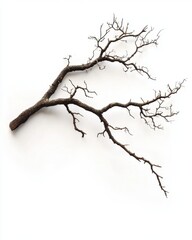 Fototapeta premium Bare Branch on White Background Still Life Simple Minimalist Studio Shot Natural Wood Texture Dry Twigs Isolated