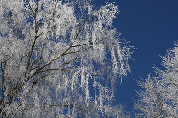 snow covered brances, blue sky