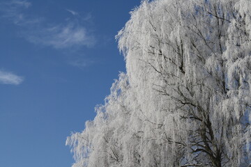 snow covered brances, blue sky