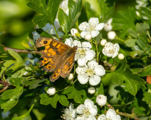Butterfly, more than just hanging around.