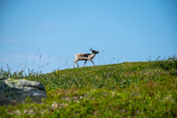 Reindeer in mountain landscape