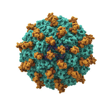 Detailed 3D Rendering of Adeno-Associated Virus (AAV) Structure on White Background