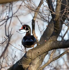 Wood Duck (male)