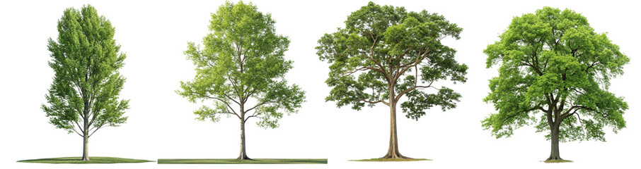 Obraz premium Green Trees Collection Isolated on Transparent Background