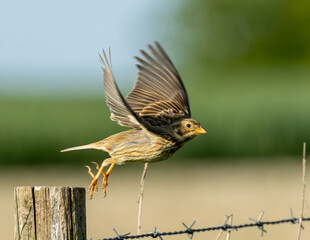 Corn bunting just leaping into the air.