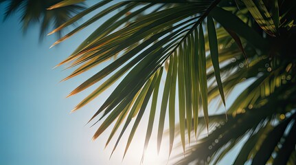 Fototapeta premium ilustración de hojas de palmera. verano. playa