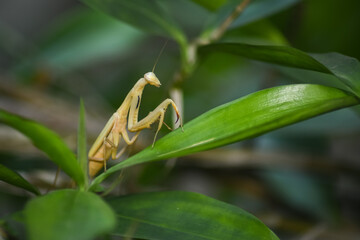 Praying mantis on a stem. Nature macro, insect wildlife. The sentadu grasshopper or praying mantis is a carnivorous insect belonging to the order Mantodea