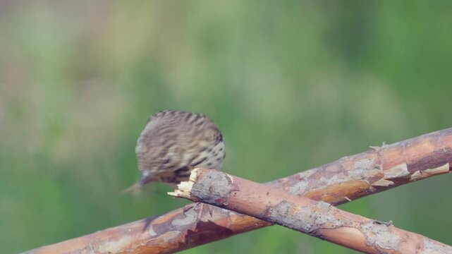 Tree Pipit (Anthus trivialis). Close up of a bird sitting on a tree branch against a green blurred background.