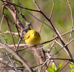 Yellow Warbler