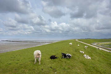 Sheep grazing on green dyke in Friesland, Netherlands, under cloudy sky