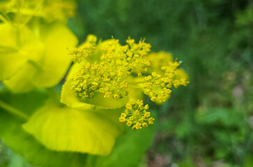 Serrate spurge plant (Euphorbia serrata)