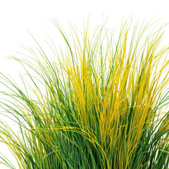 Yellow and green grass tuft isolated on transparent background
