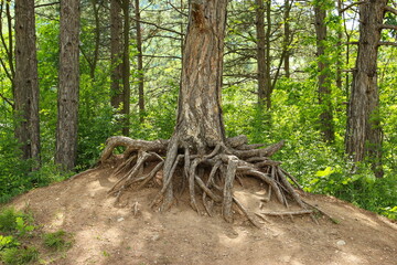Pine tree in the forest