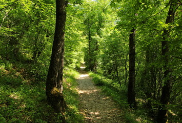 Path in the green woods