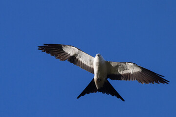 Obraz premium Swallow-tailed kite (Elanoides forficatus) flying over southwest Florida
