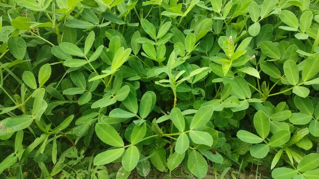 Green peanut leaves, Peanut plant, peanut garden, Explore the fascinating world of peanuts plants! Discover cultivation, and the nutritional benefits. Peanuts are growing in the fields