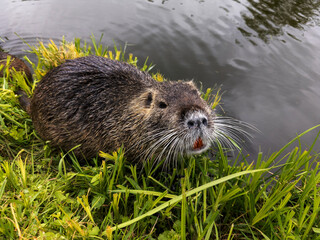 A beaver is sitting in the grass by the water
