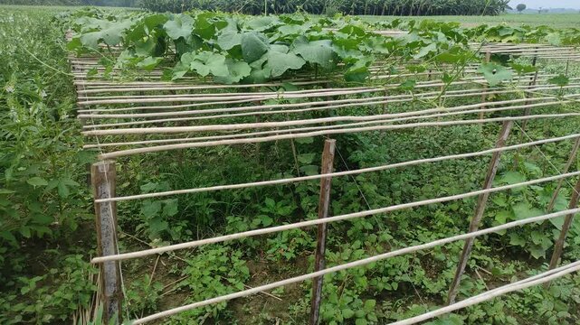 Green Luffa acutangula (Chinese okra), Sponge gourd, or silk squash hanging from a tree on a vegetable farm. Fresh Chinese okra hanging on the garden. ...