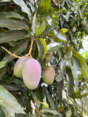 Mango agriculture farm theme