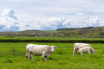 Charolais cattle grazing in green meadow in Bourgogne Franche Comte, France