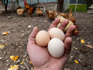 Holding three eggs in his hand in front of chicken © VISUAL BACKGROUND