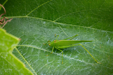 Green grasshopper standing on a large green leaf