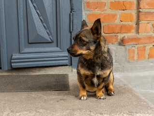 A small dog sitting on the steps of a house