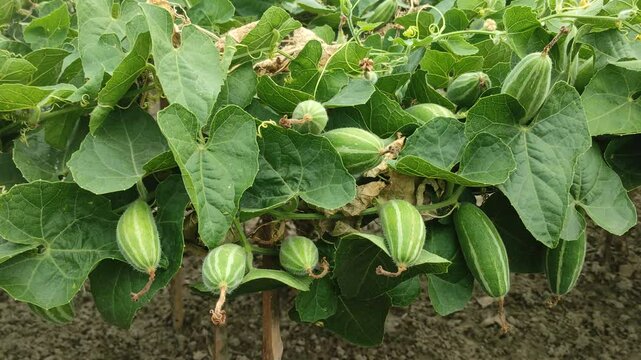 Pointed gourd or Trichosanthes dioica vegetable and plant with leaves in the field