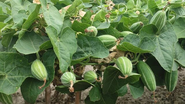 Pointed gourd or Trichosanthes dioica vegetable and plant with leaves in the field