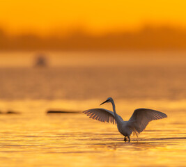 Little egret opening wings at sunset in the water
