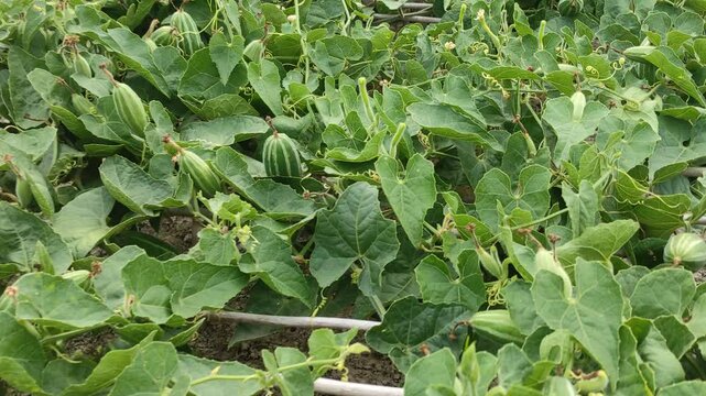 Pointed gourd or Trichosanthes dioica vegetable and plant with leaves in the field
