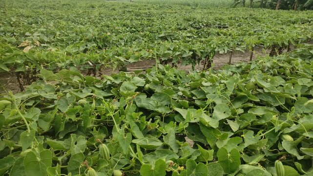 Tindora with its green leafs. Green pointed gourd cultivation in vegetable garden.