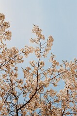 Cherry blossoms on a spring day
