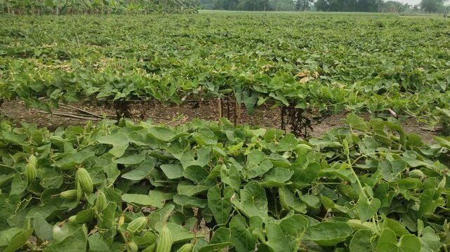 Tindora with its green leafs. Green pointed gourd cultivation in vegetable garden.